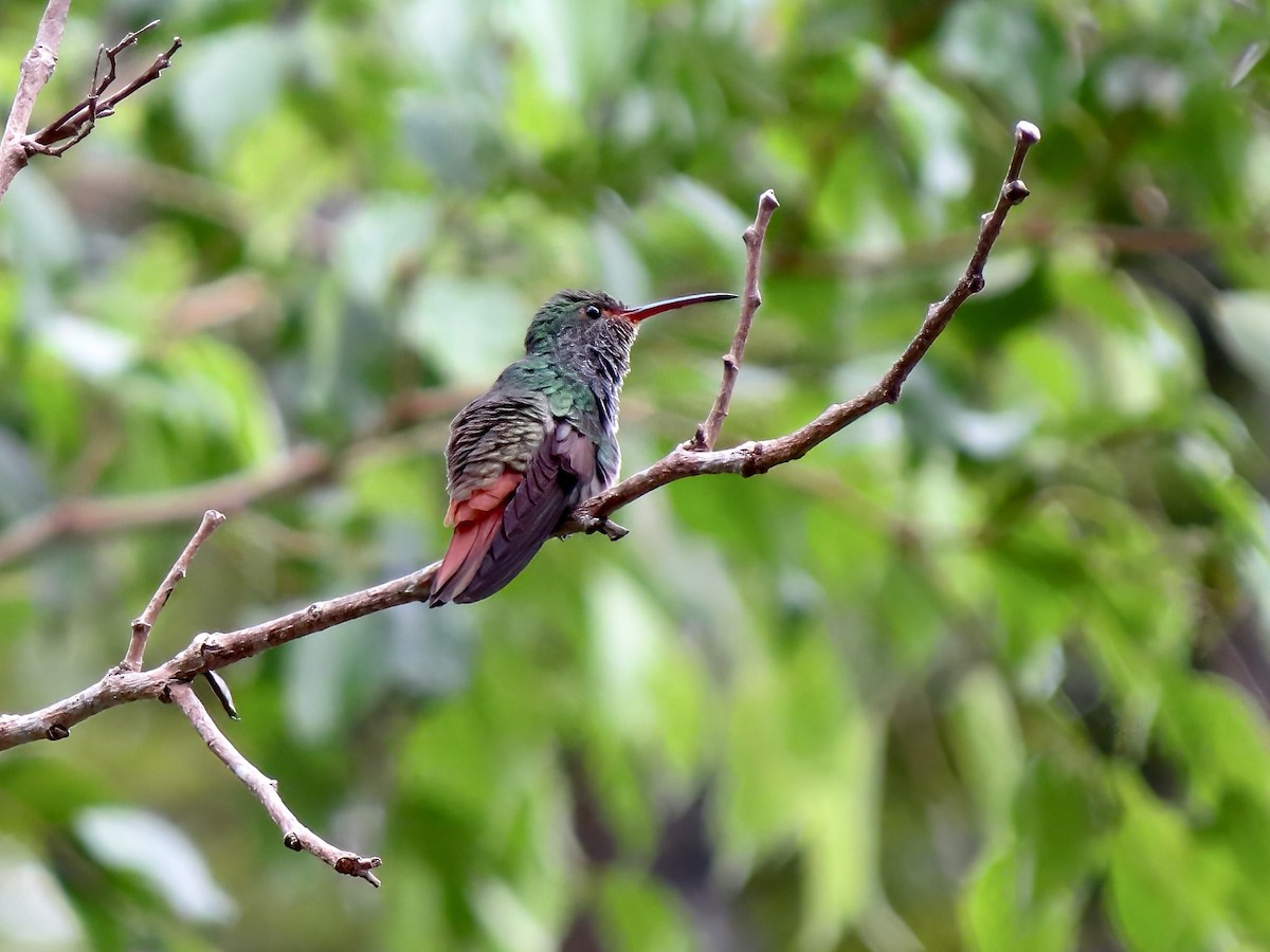 Rufous-tailed Hummingbird - ML620150321