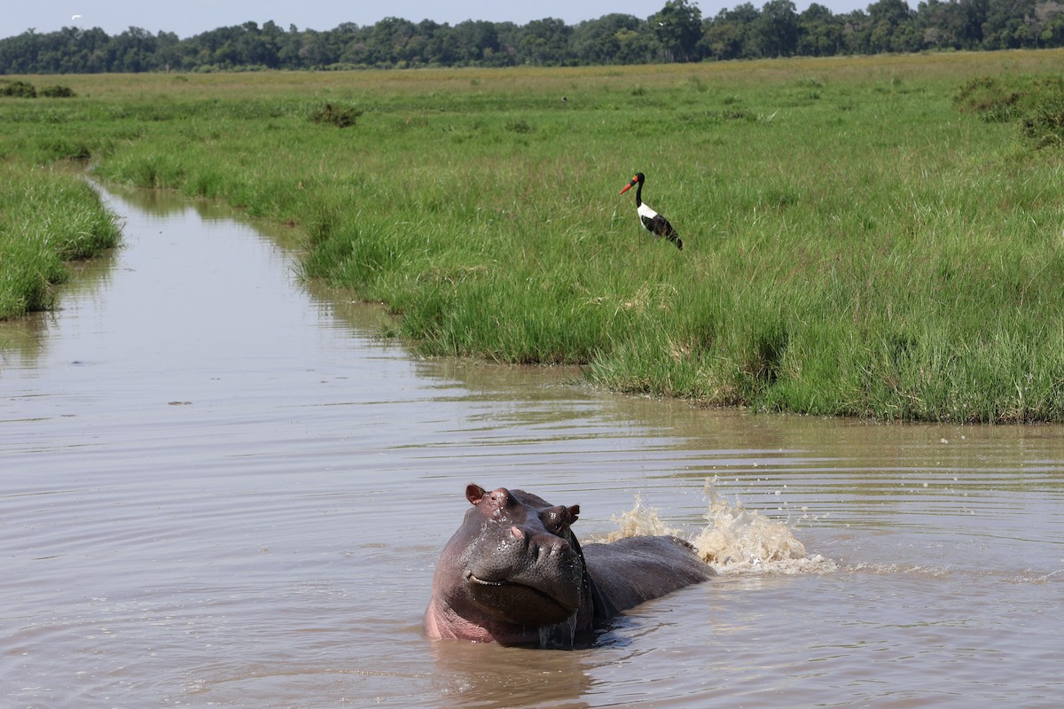 Saddle-billed Stork - ML620150326
