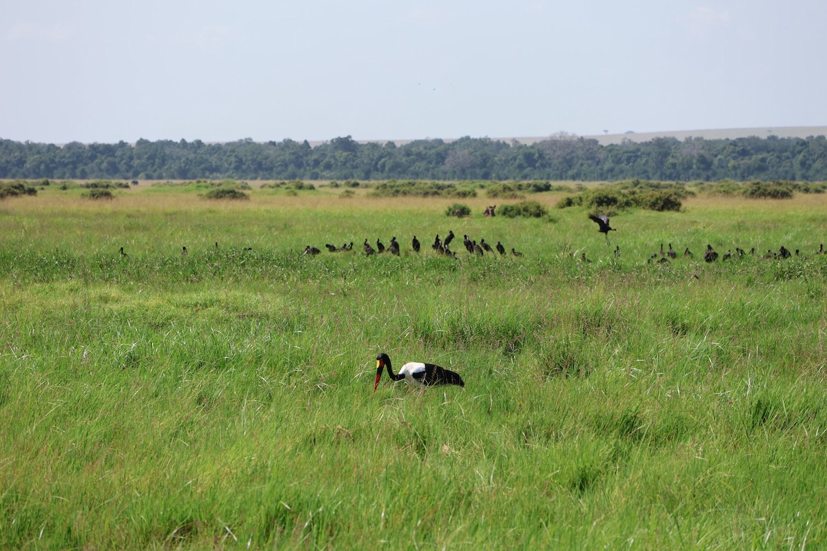 Saddle-billed Stork - ML620150327