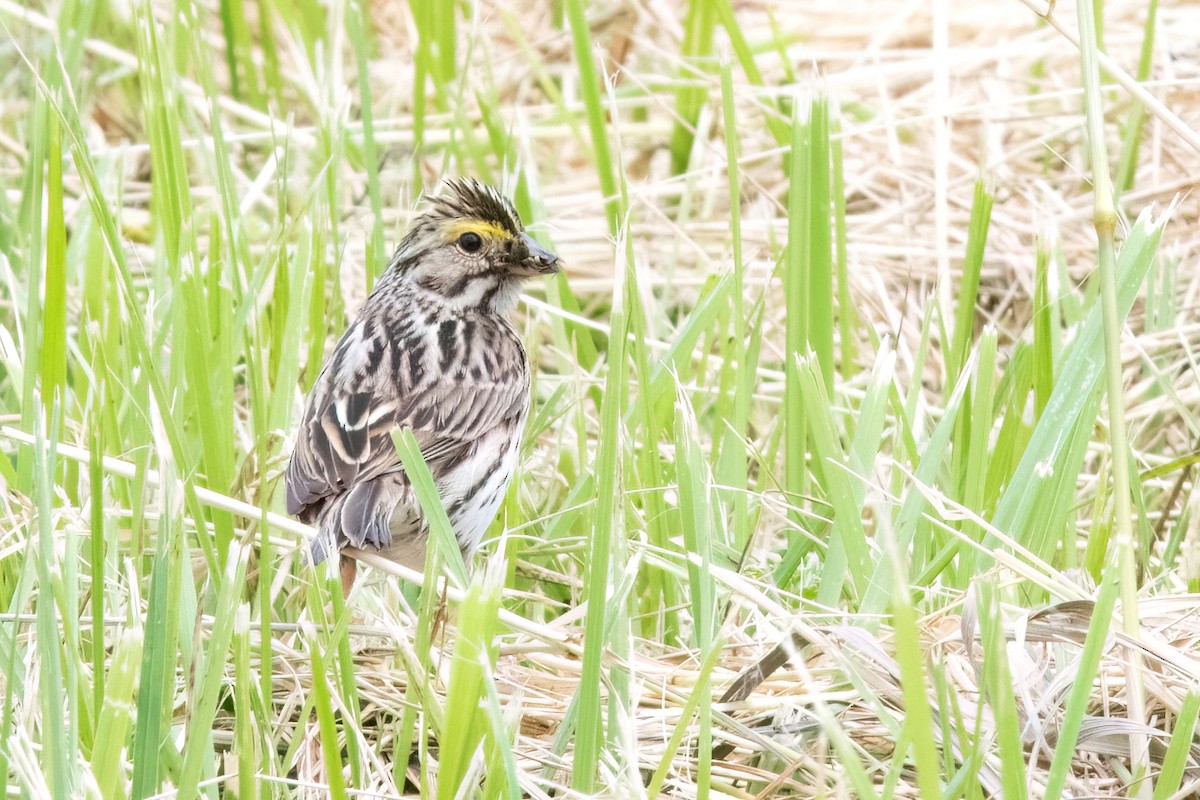 Savannah Sparrow - ML620150335