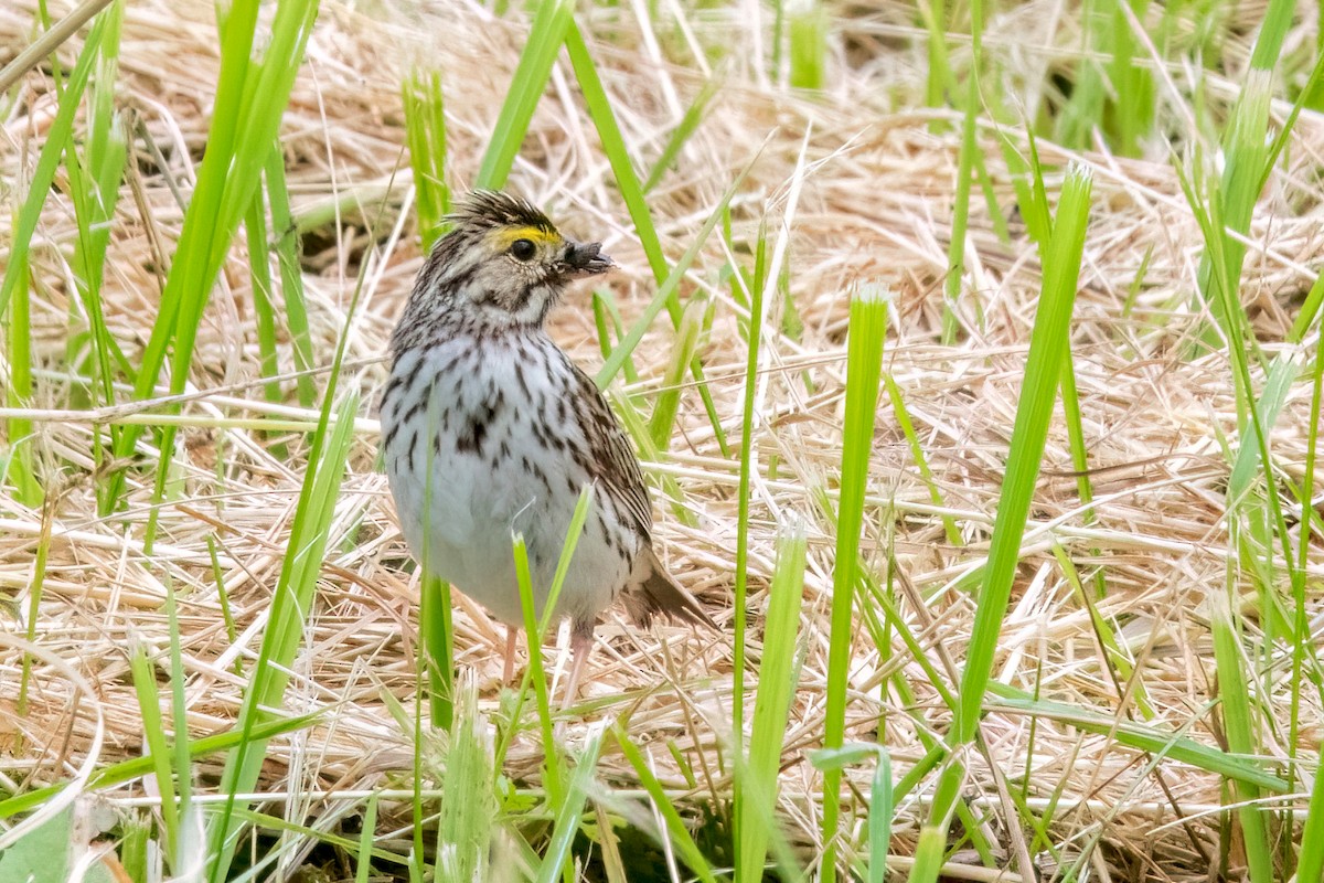 Savannah Sparrow - ML620150337