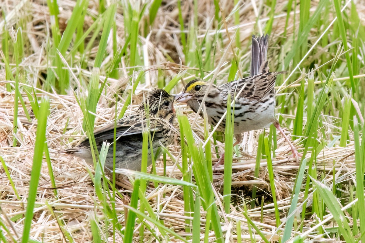 Savannah Sparrow - ML620150339