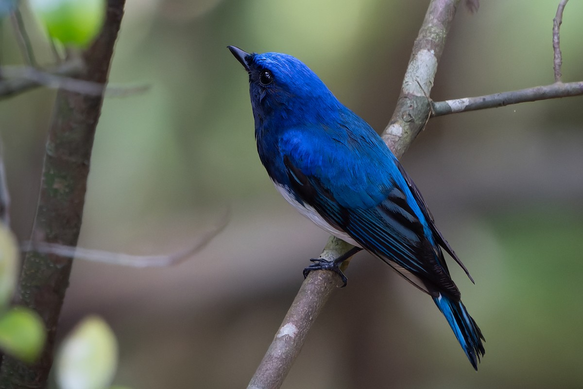 Blue-and-white Flycatcher - ML620150345