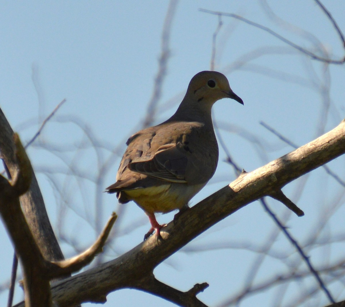 Mourning Dove - ML620150346