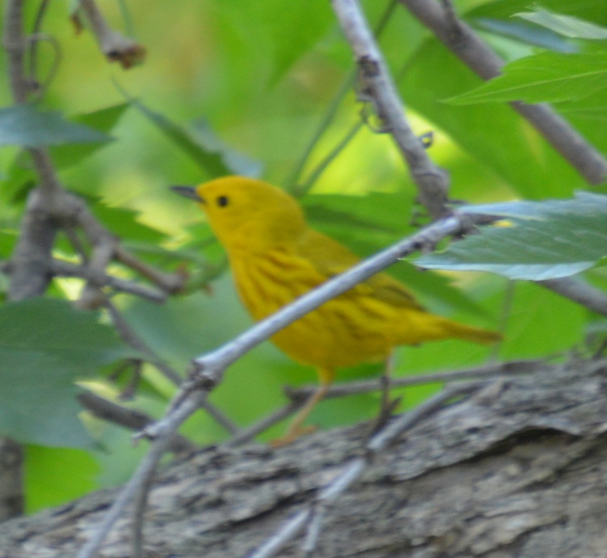 Yellow Warbler - ML620150352