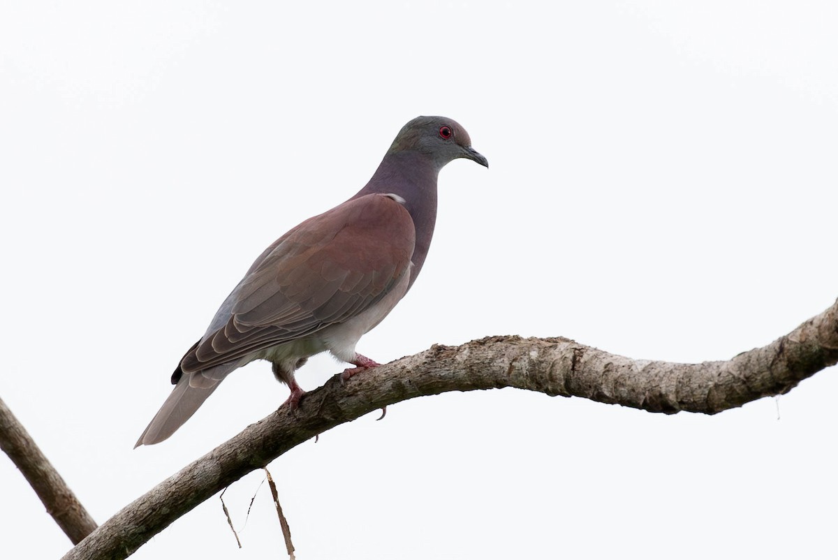 Pale-vented Pigeon - ML620150356