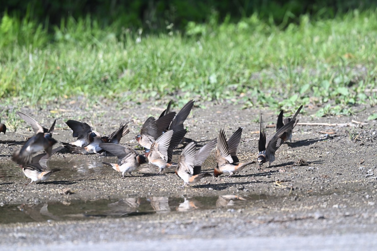 Cliff Swallow - ML620150364