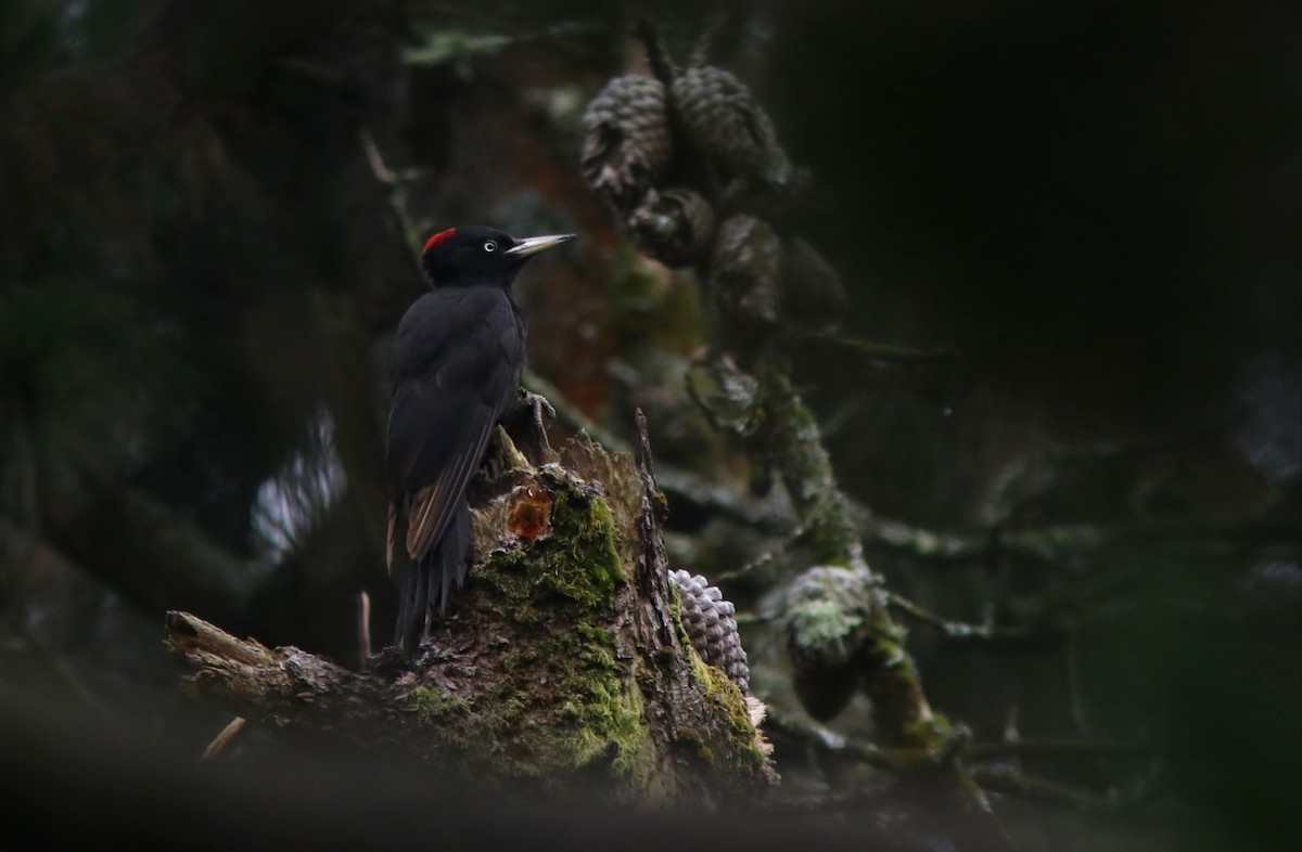 Black Woodpecker - ML620150369