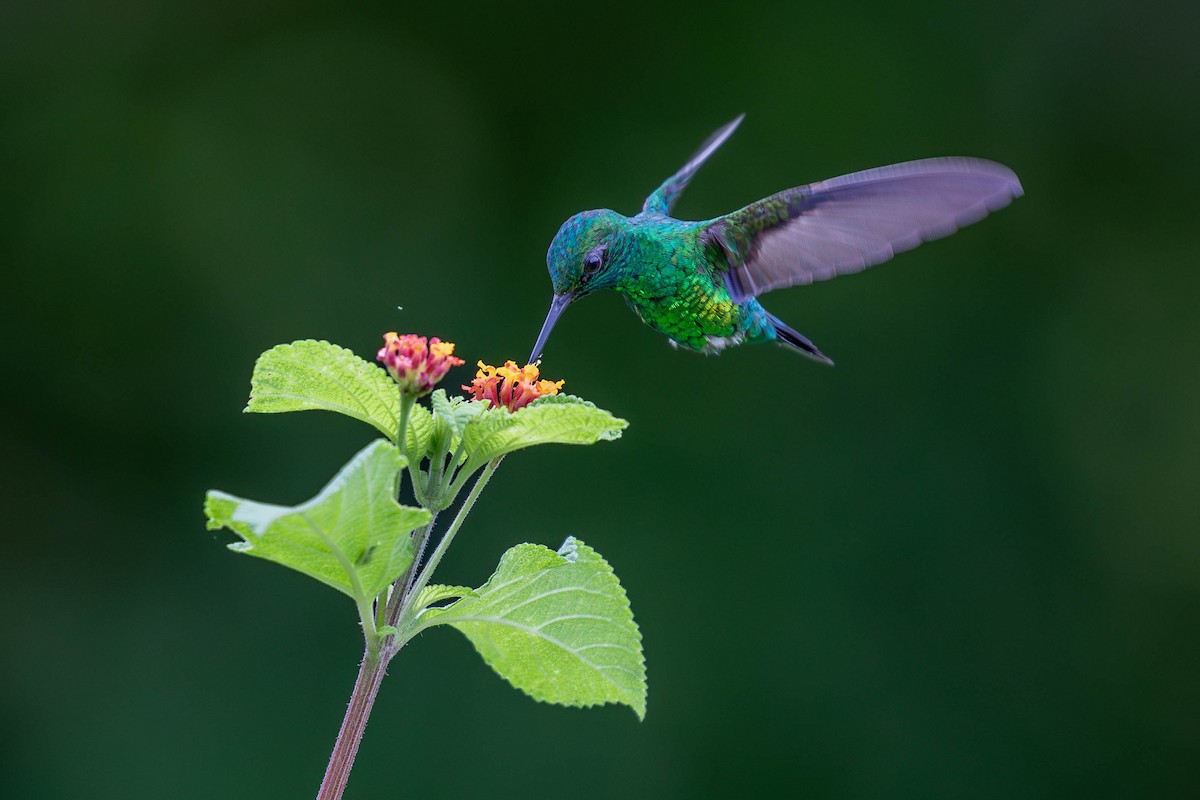 kolibřík zahradní - ML620150371