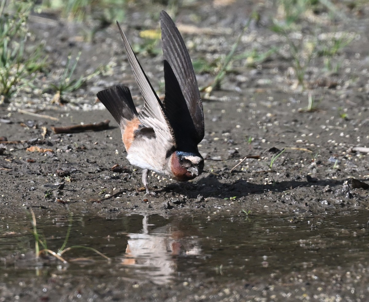 Cliff Swallow - ML620150375