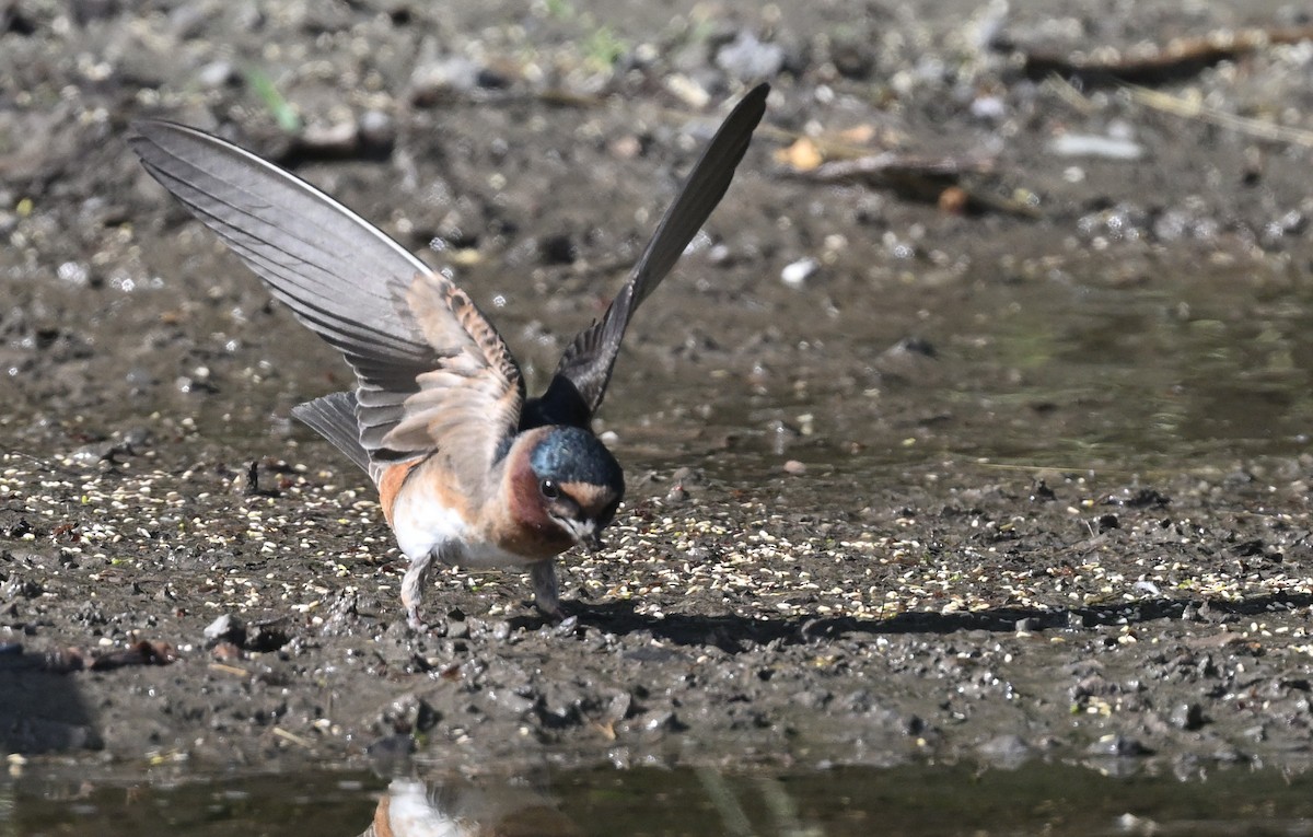 Cliff Swallow - ML620150377