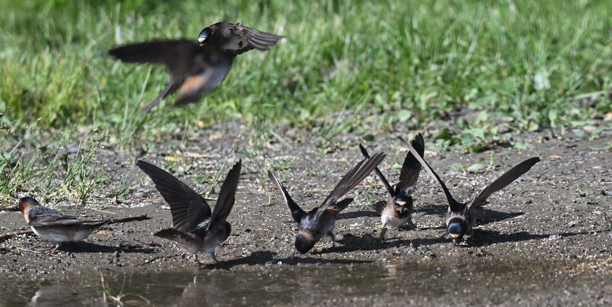 Cliff Swallow - ML620150382