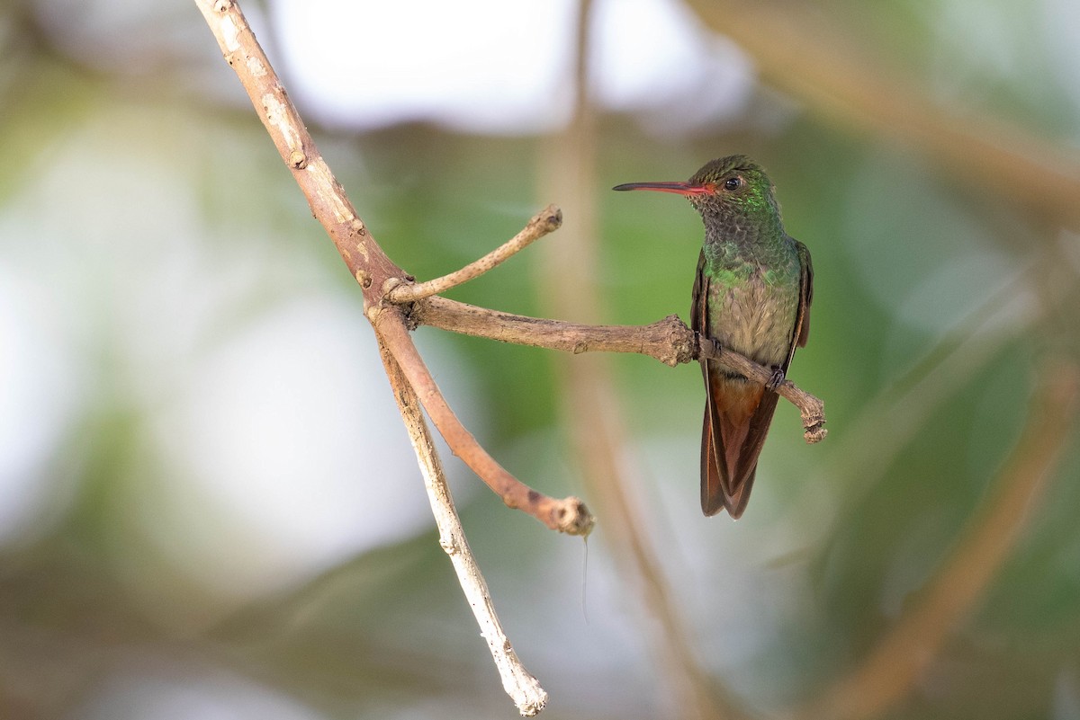 Rufous-tailed Hummingbird (Rufous-tailed) - ML620150385
