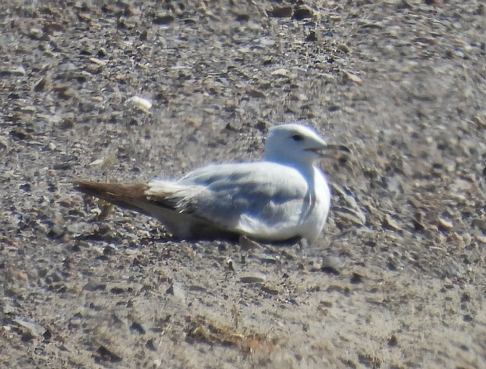 Gaviota Californiana - ML620150386