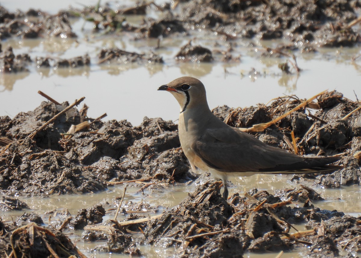 Oriental Pratincole - ML620150389