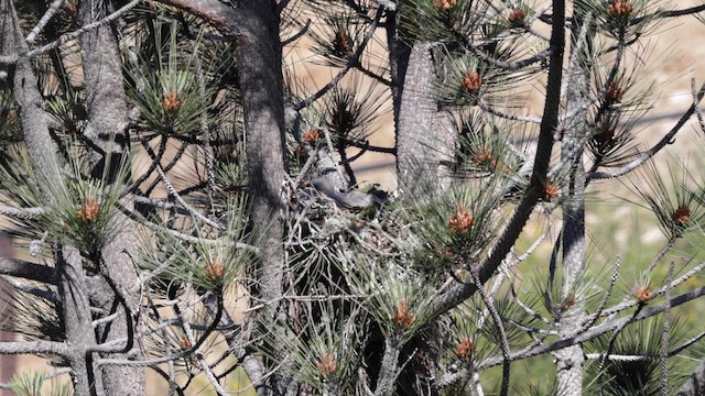 Red-shouldered Hawk (elegans) - ML620150390