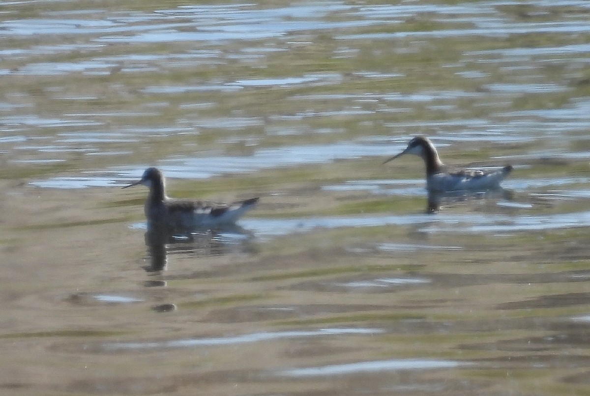 Wilson's Phalarope - ML620150392