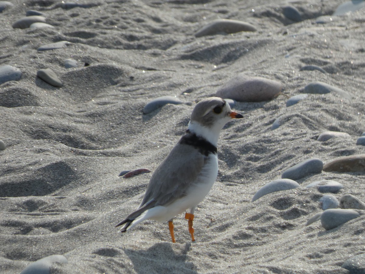 Piping Plover - ML620150393