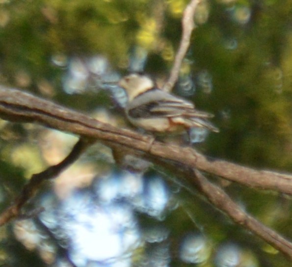 White-breasted Nuthatch - ML620150397