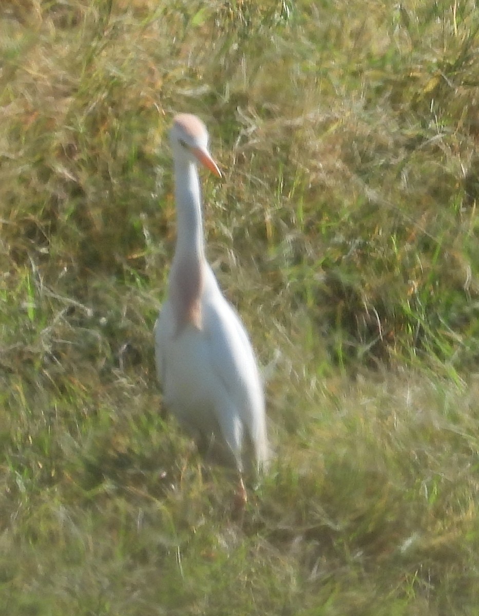 Western Cattle Egret - ML620150399