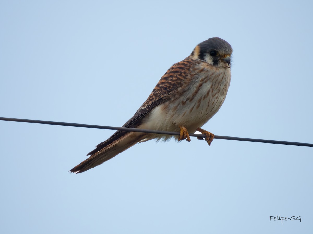 American Kestrel - ML620150403