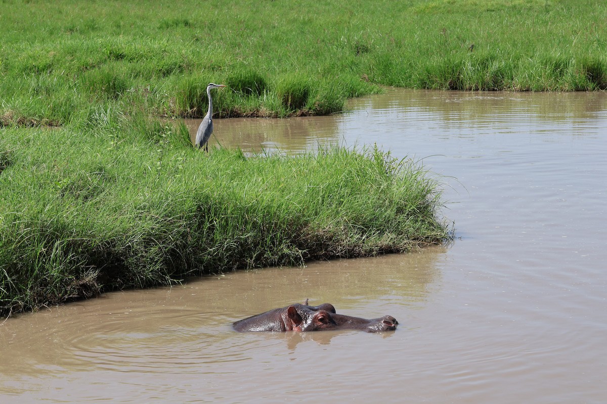 Gray Heron - ML620150406