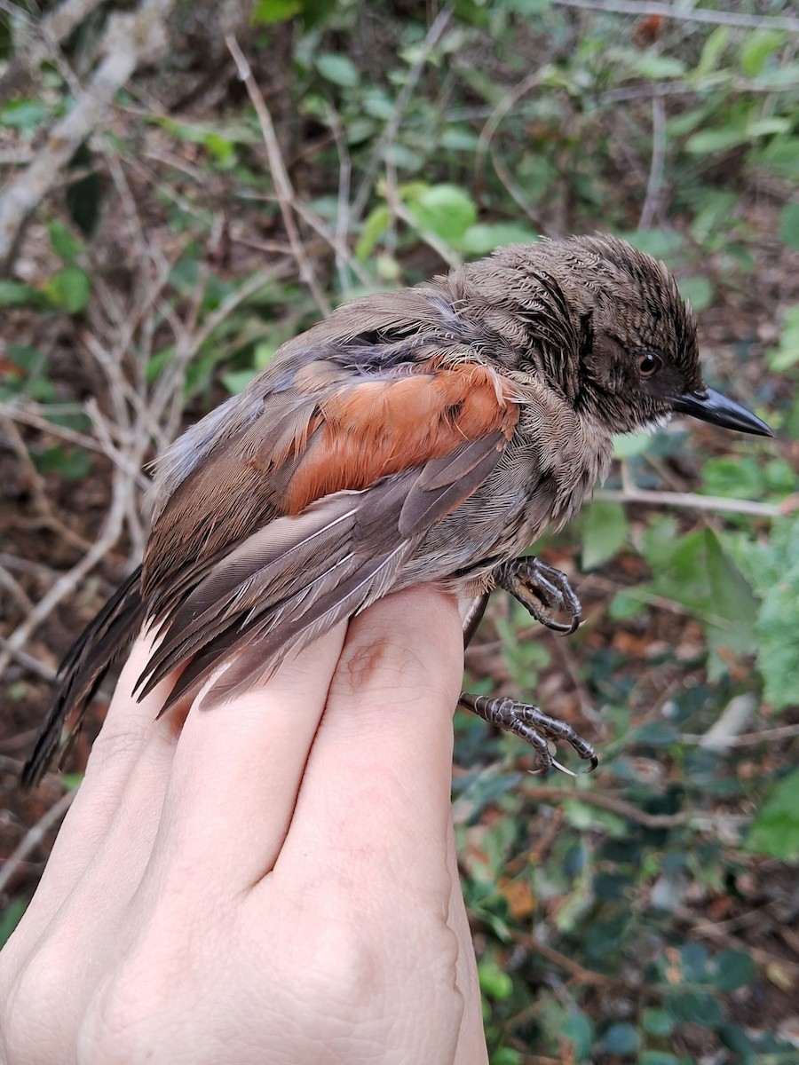 Red-shouldered Spinetail - ML620150409