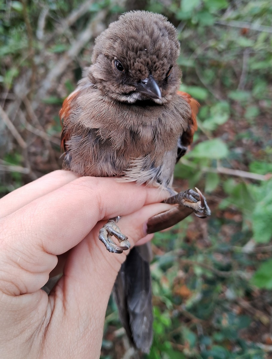 Red-shouldered Spinetail - ML620150410