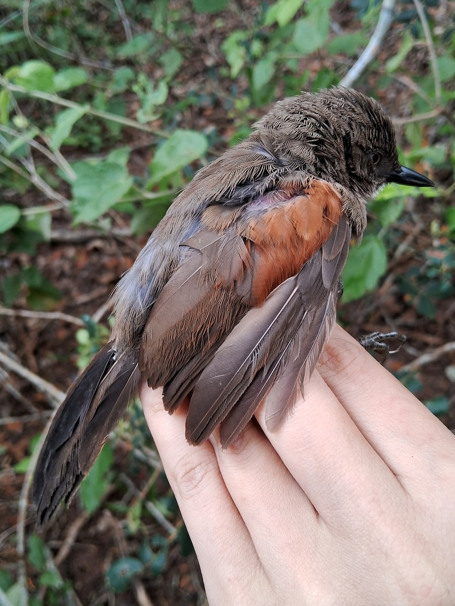 Red-shouldered Spinetail - ML620150411