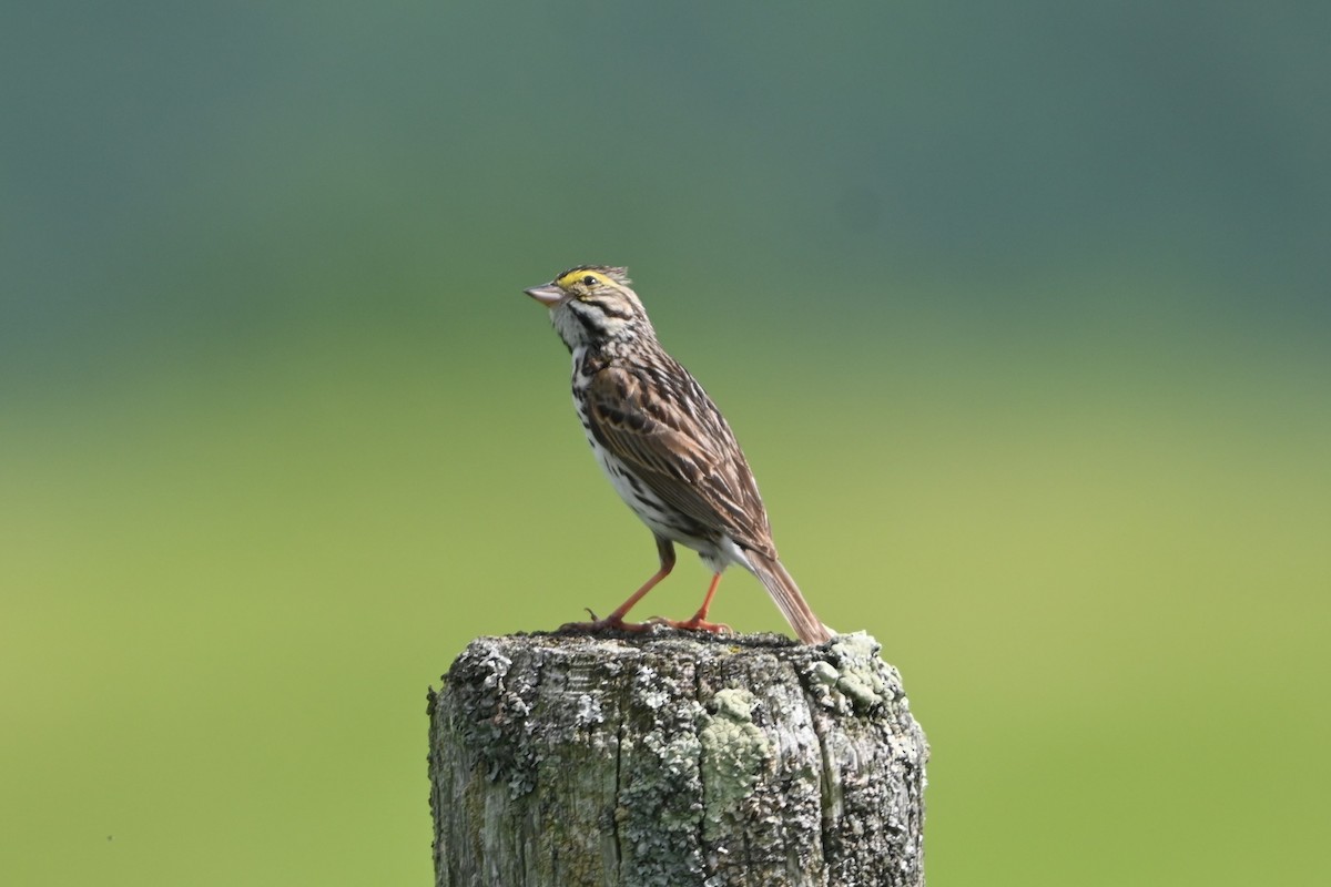 Savannah Sparrow (Savannah) - ML620150413