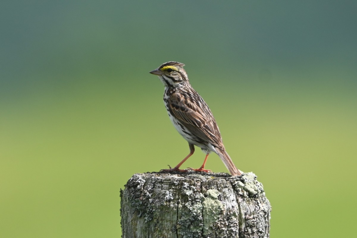 Savannah Sparrow (Savannah) - ML620150414