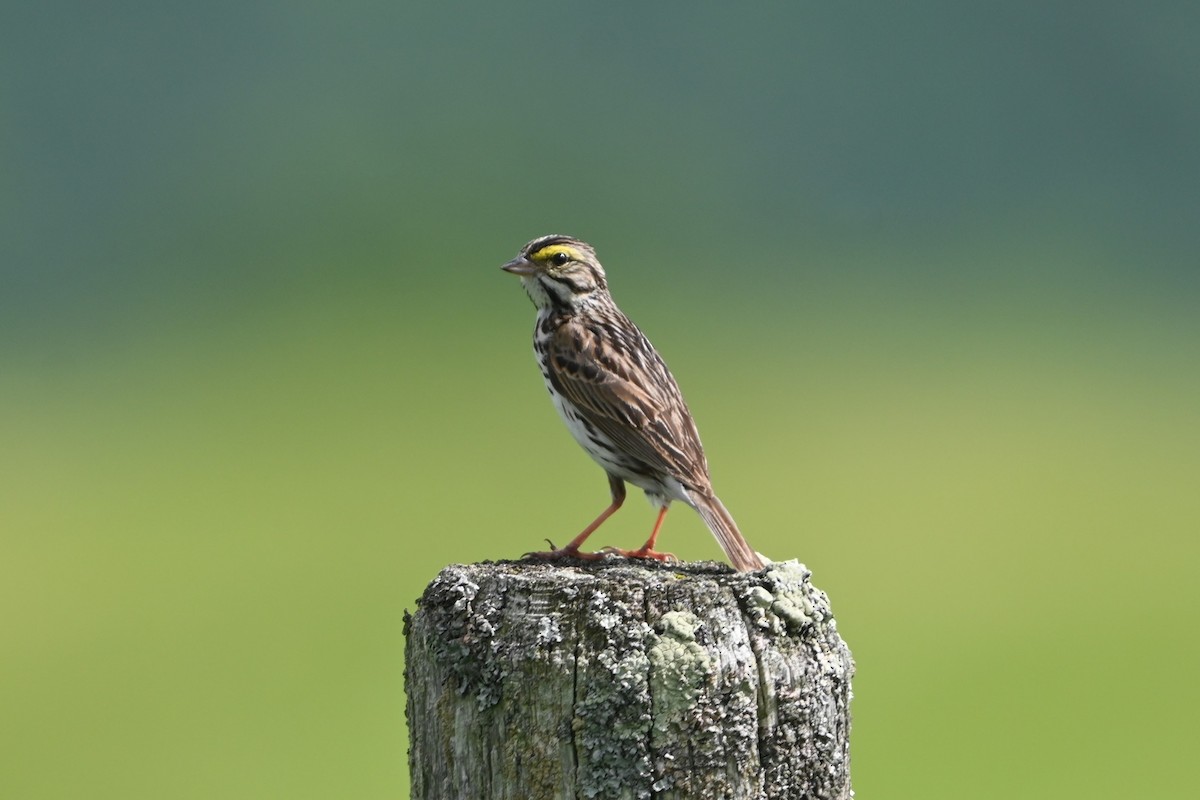Savannah Sparrow (Savannah) - ML620150415
