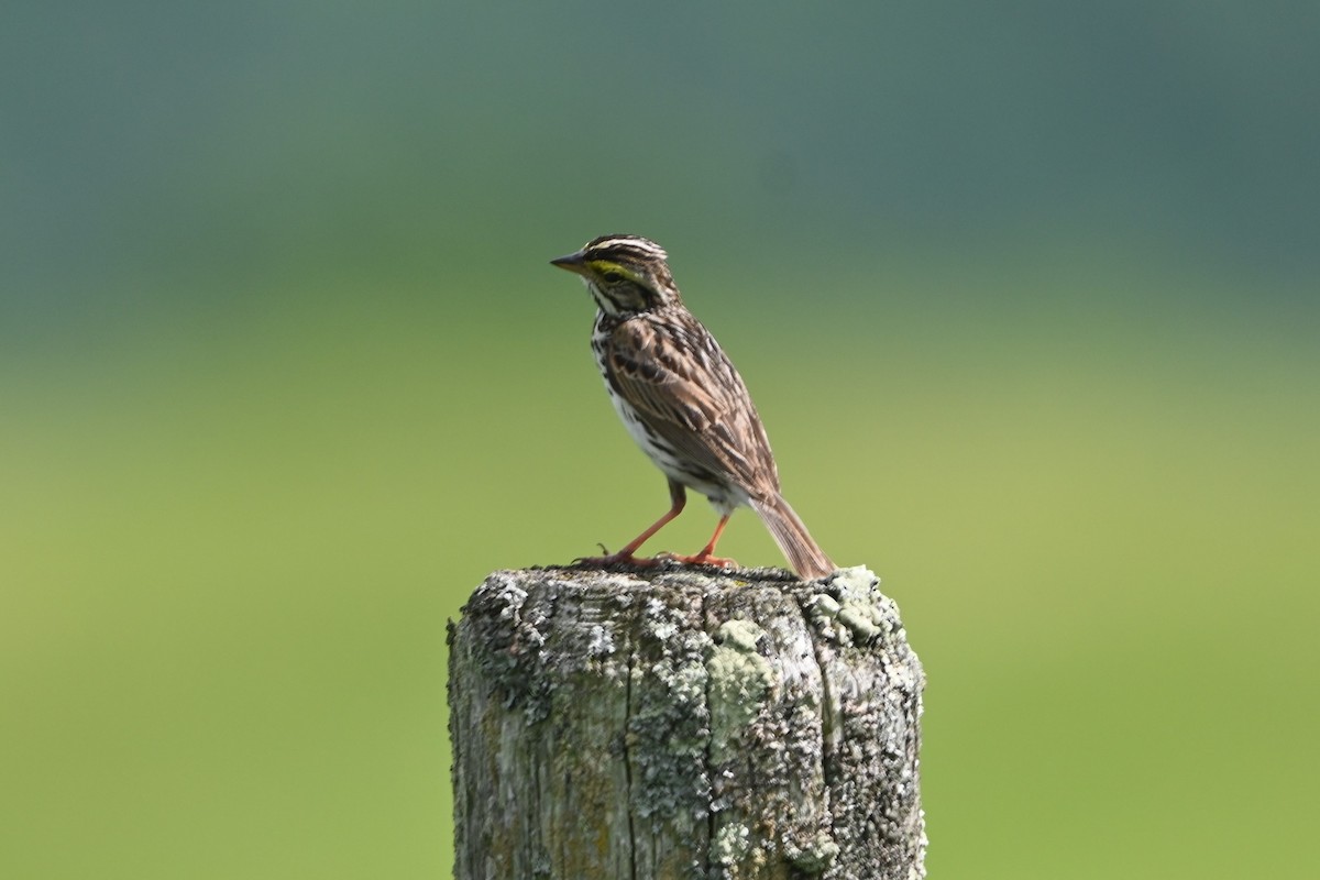 Savannah Sparrow (Savannah) - ML620150416