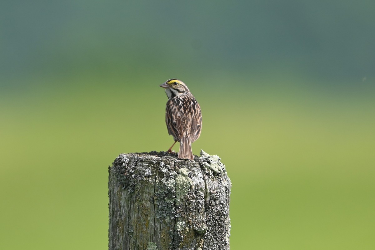 Savannah Sparrow (Savannah) - Robert G. Buckert