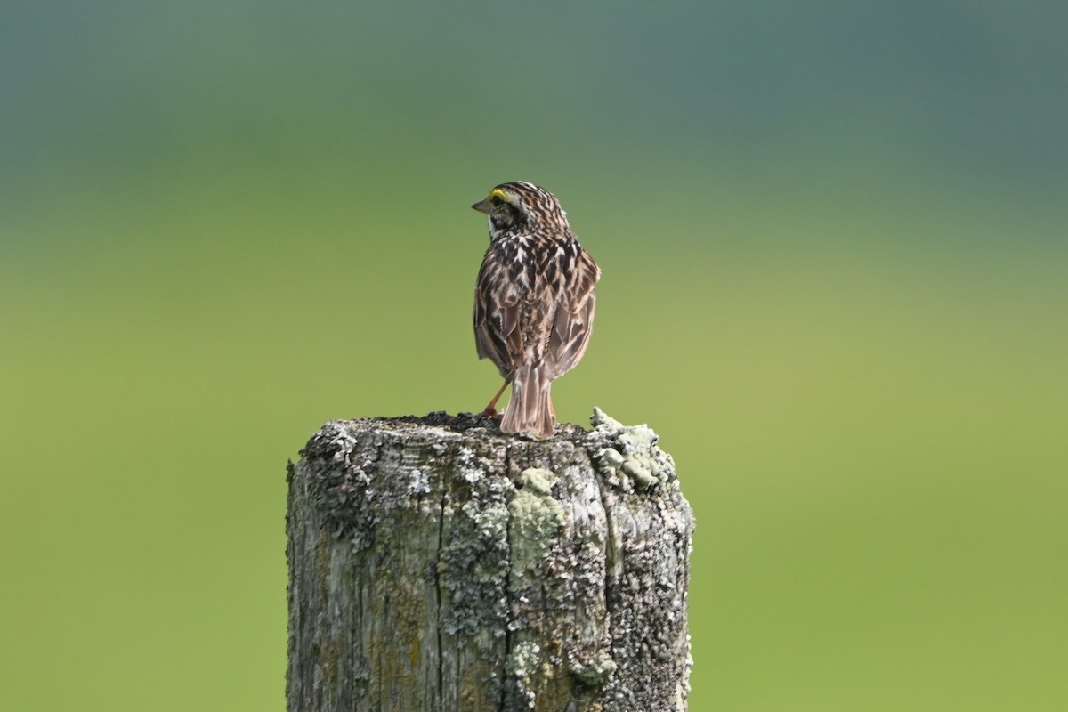 Savannah Sparrow (Savannah) - ML620150418