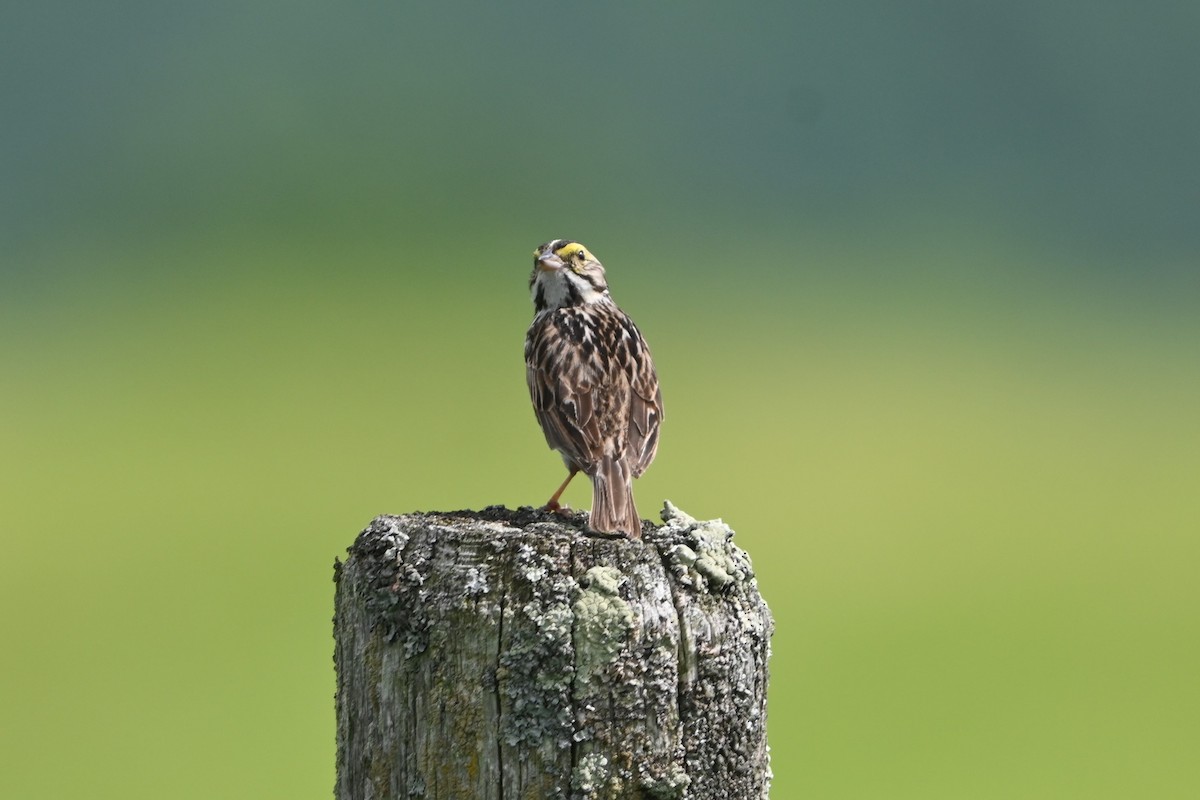 Savannah Sparrow (Savannah) - ML620150419