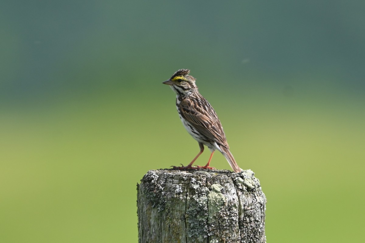 Savannah Sparrow (Savannah) - ML620150420