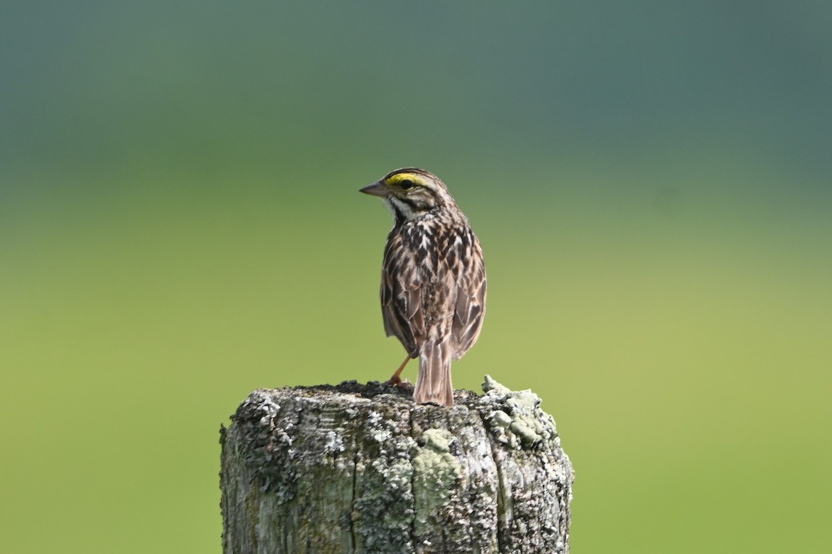 Savannah Sparrow (Savannah) - ML620150421