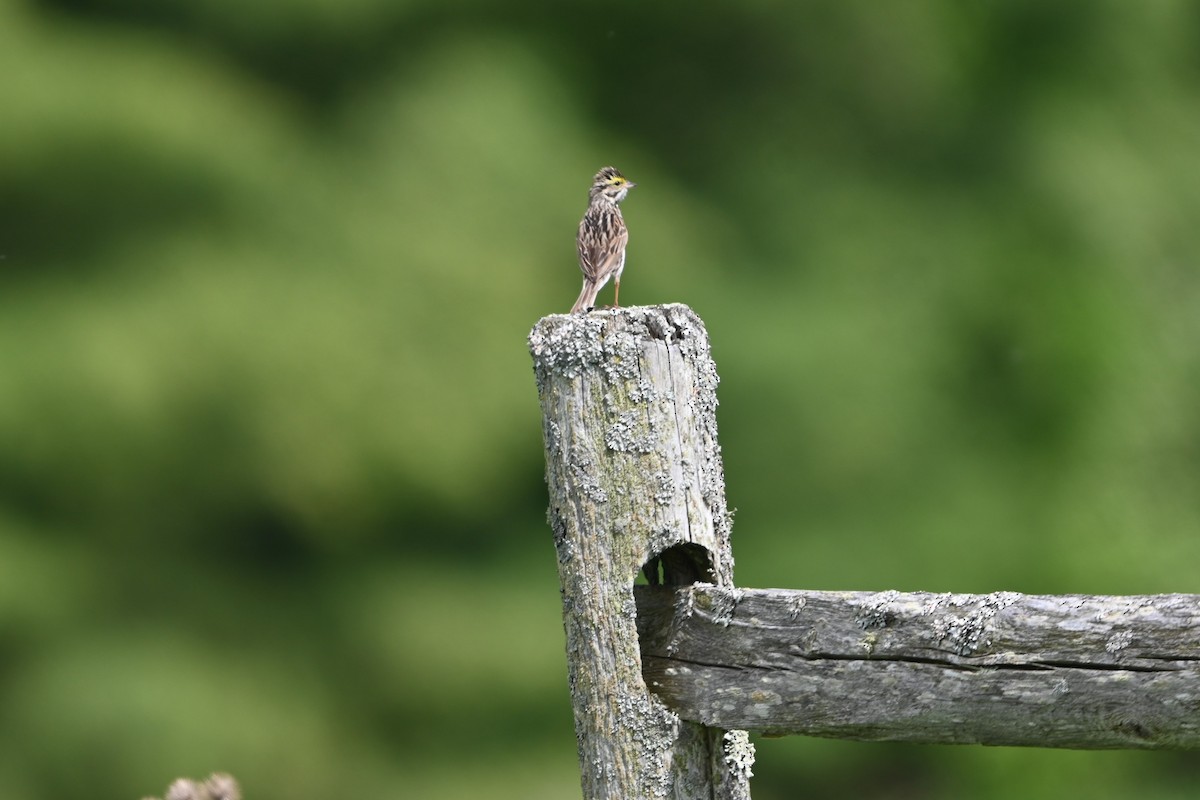 Savannah Sparrow (Savannah) - ML620150423