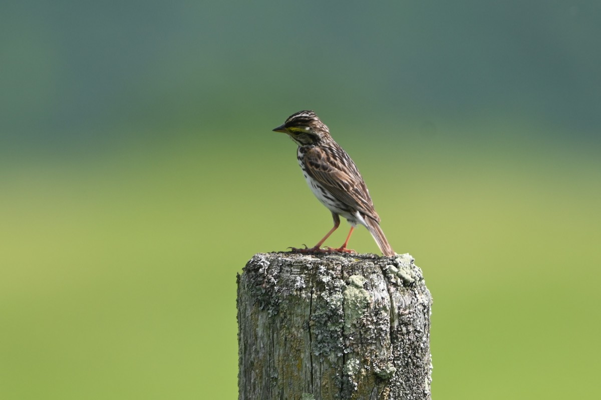 Savannah Sparrow (Savannah) - ML620150425