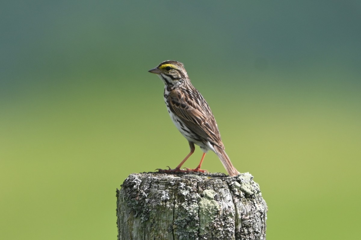 Savannah Sparrow (Savannah) - ML620150426