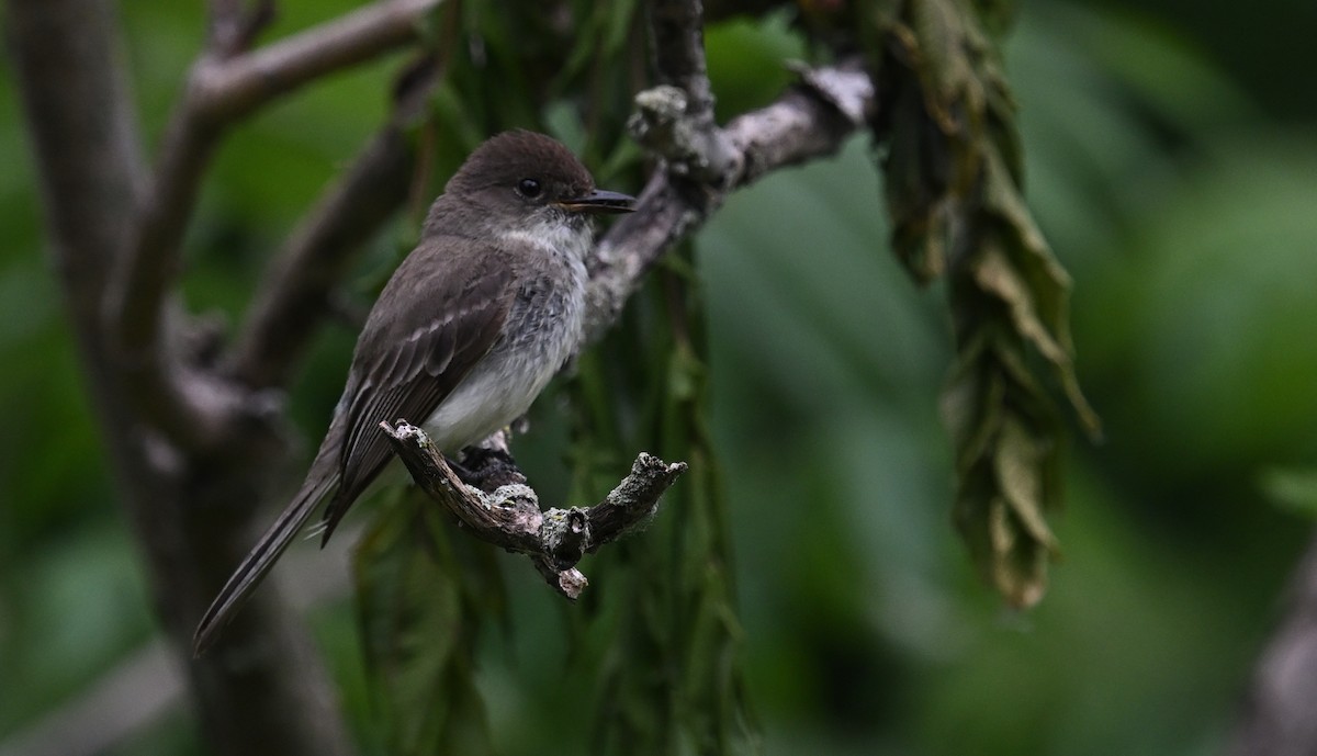 Eastern Phoebe - ML620150438