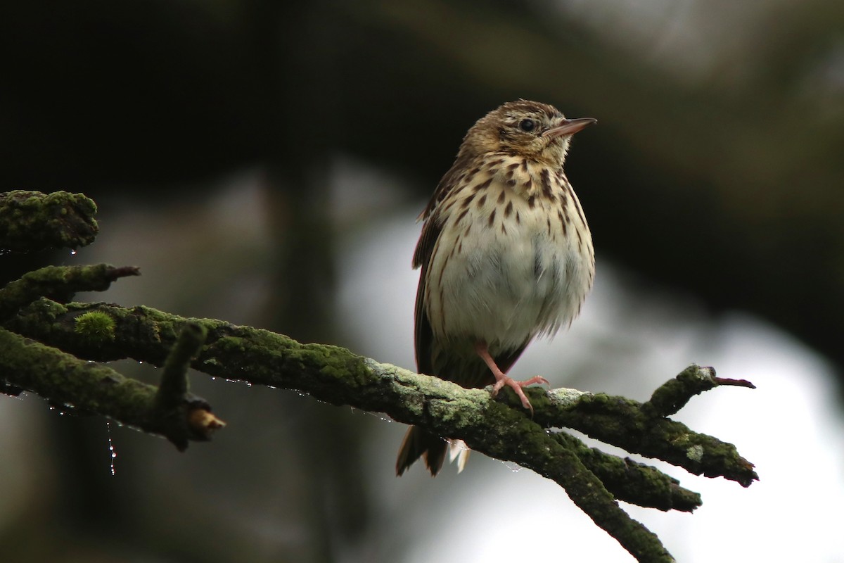 Tree Pipit - ML620150449