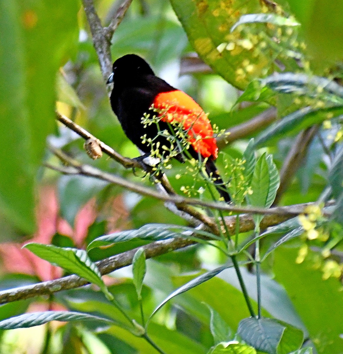 Scarlet-rumped Tanager - ML620150452