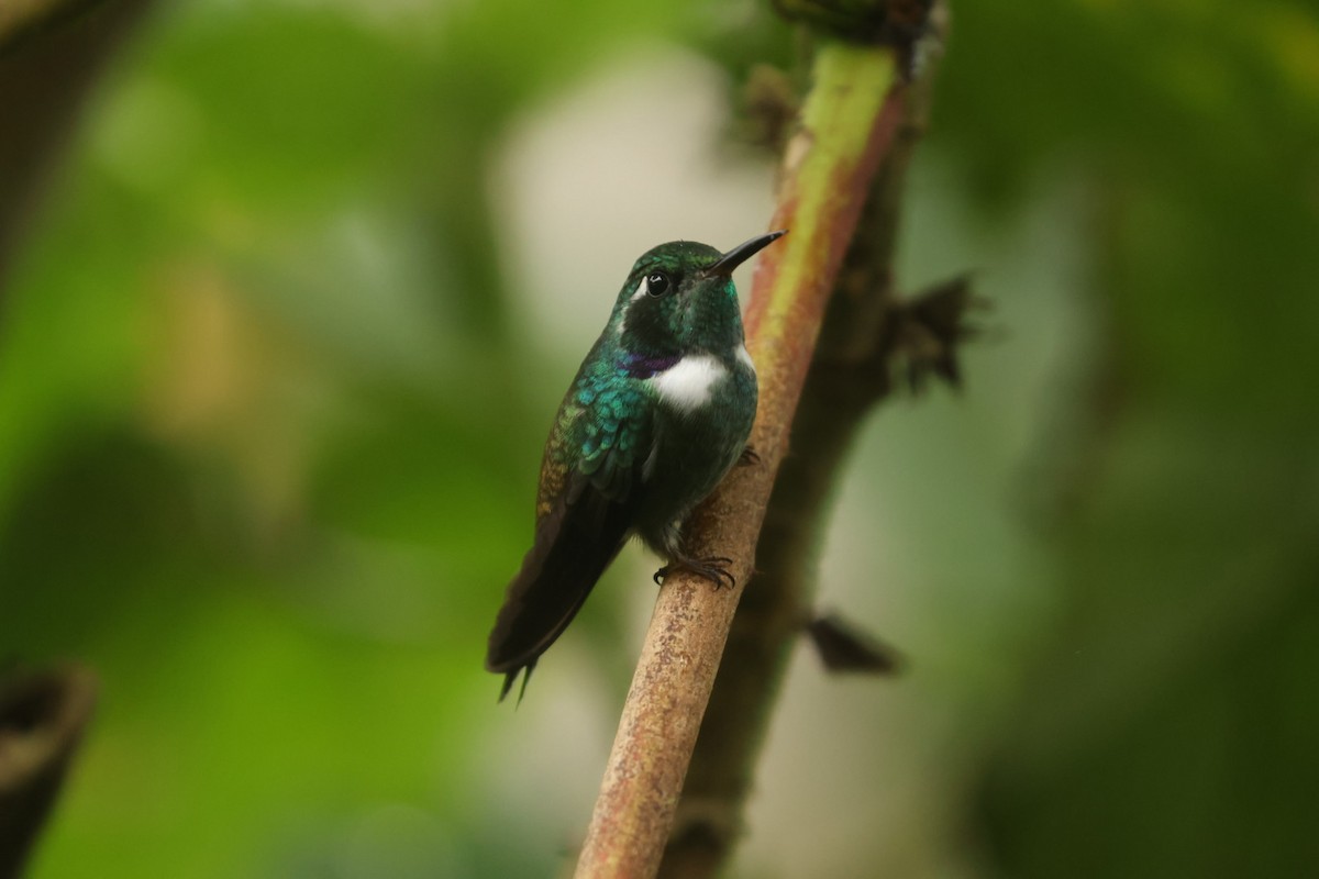 kolibřík klínozobý - ML620150455
