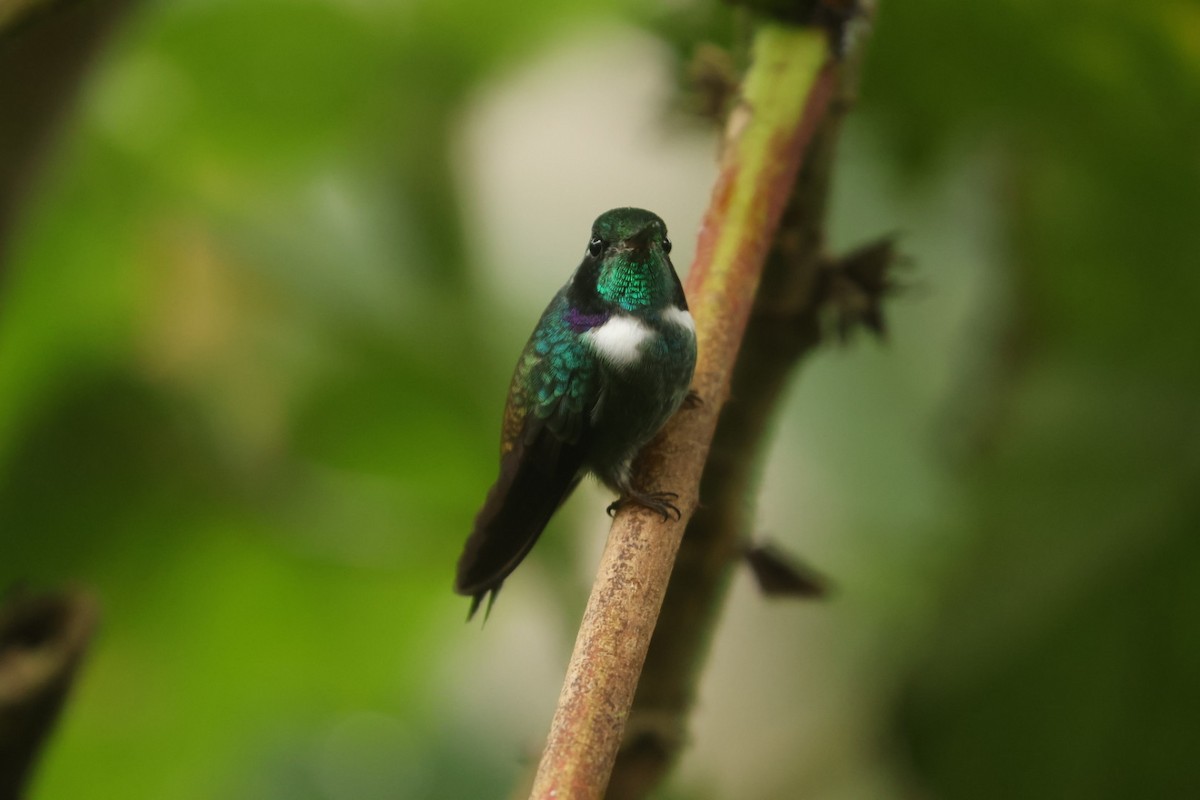 kolibřík klínozobý - ML620150456
