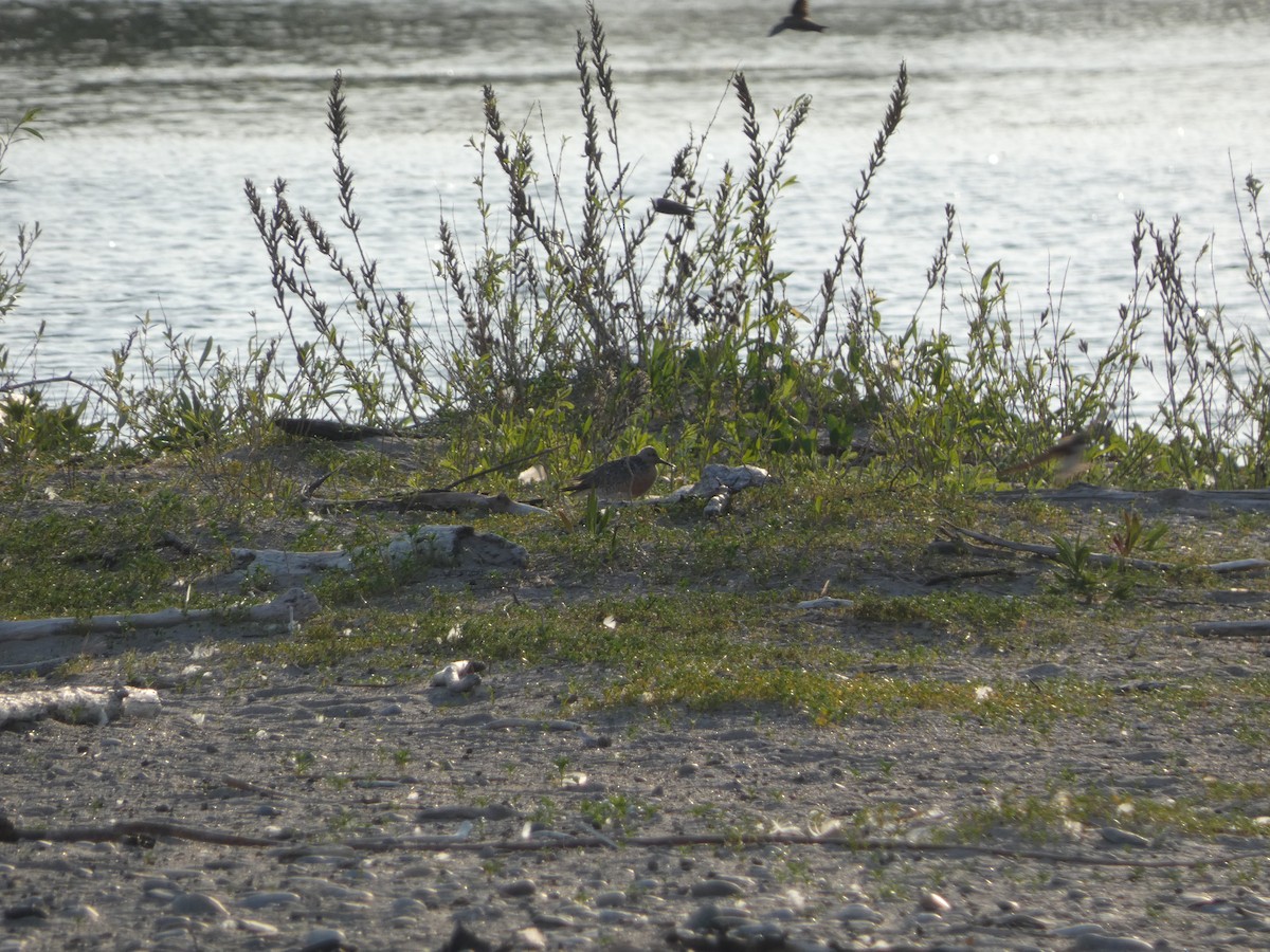 Red Knot - ML620150469