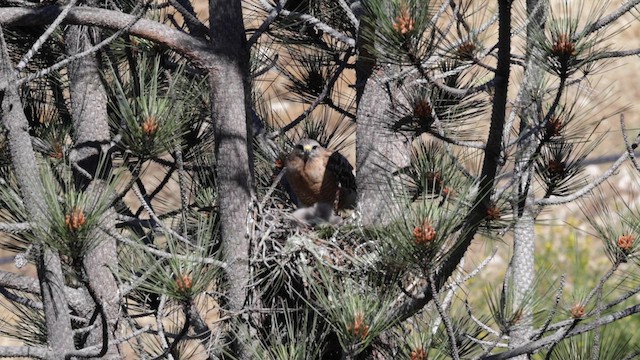 Red-shouldered Hawk (elegans) - ML620150483