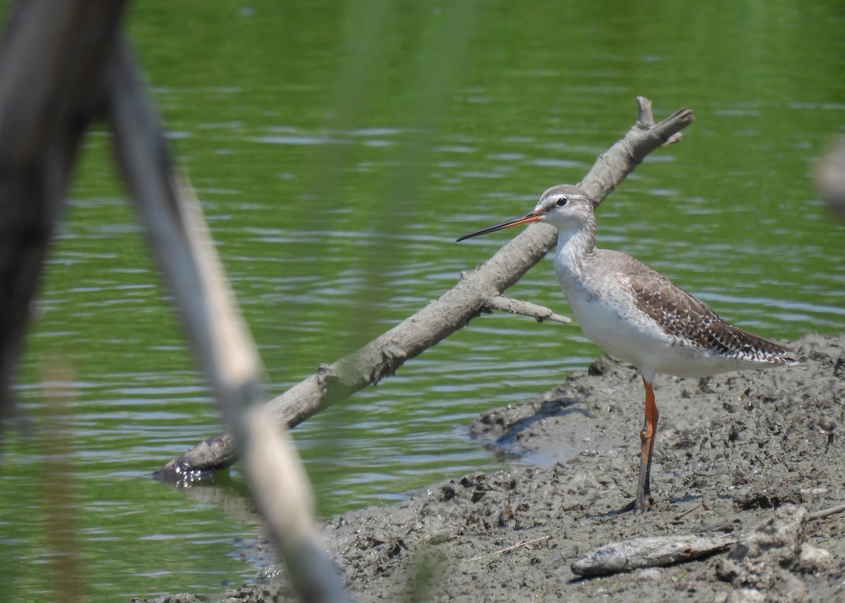 Spotted Redshank - ML620150490