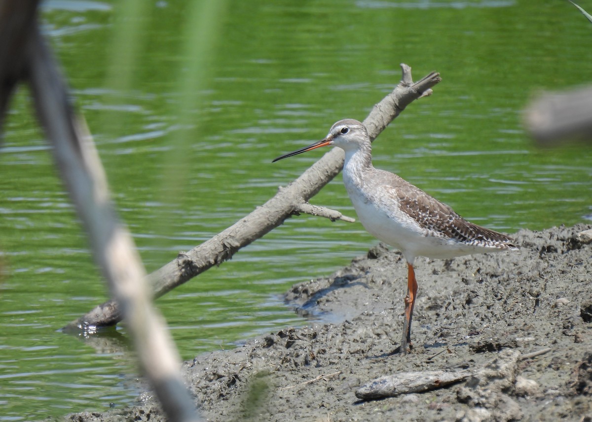 Spotted Redshank - ML620150491
